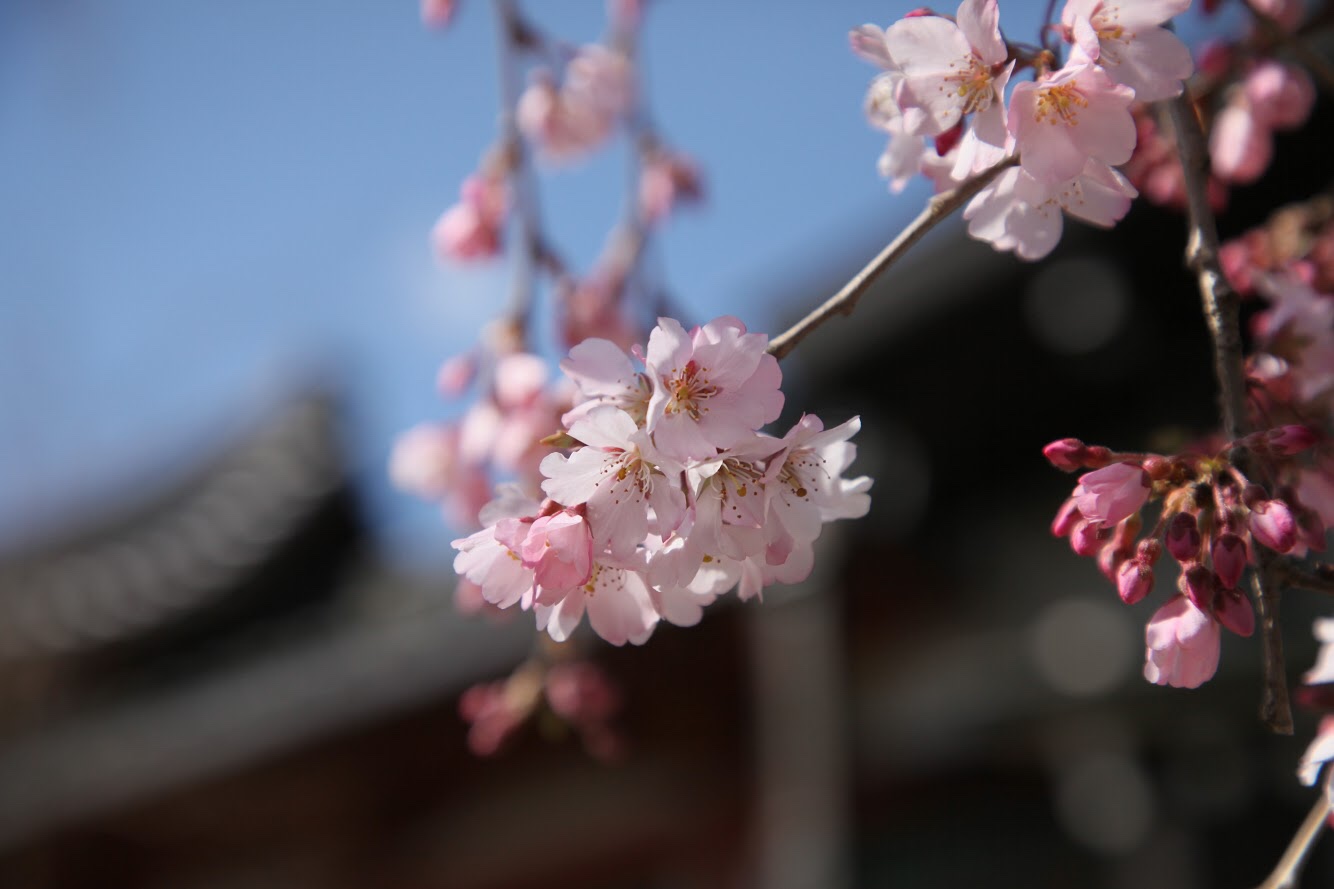 詩『桜』