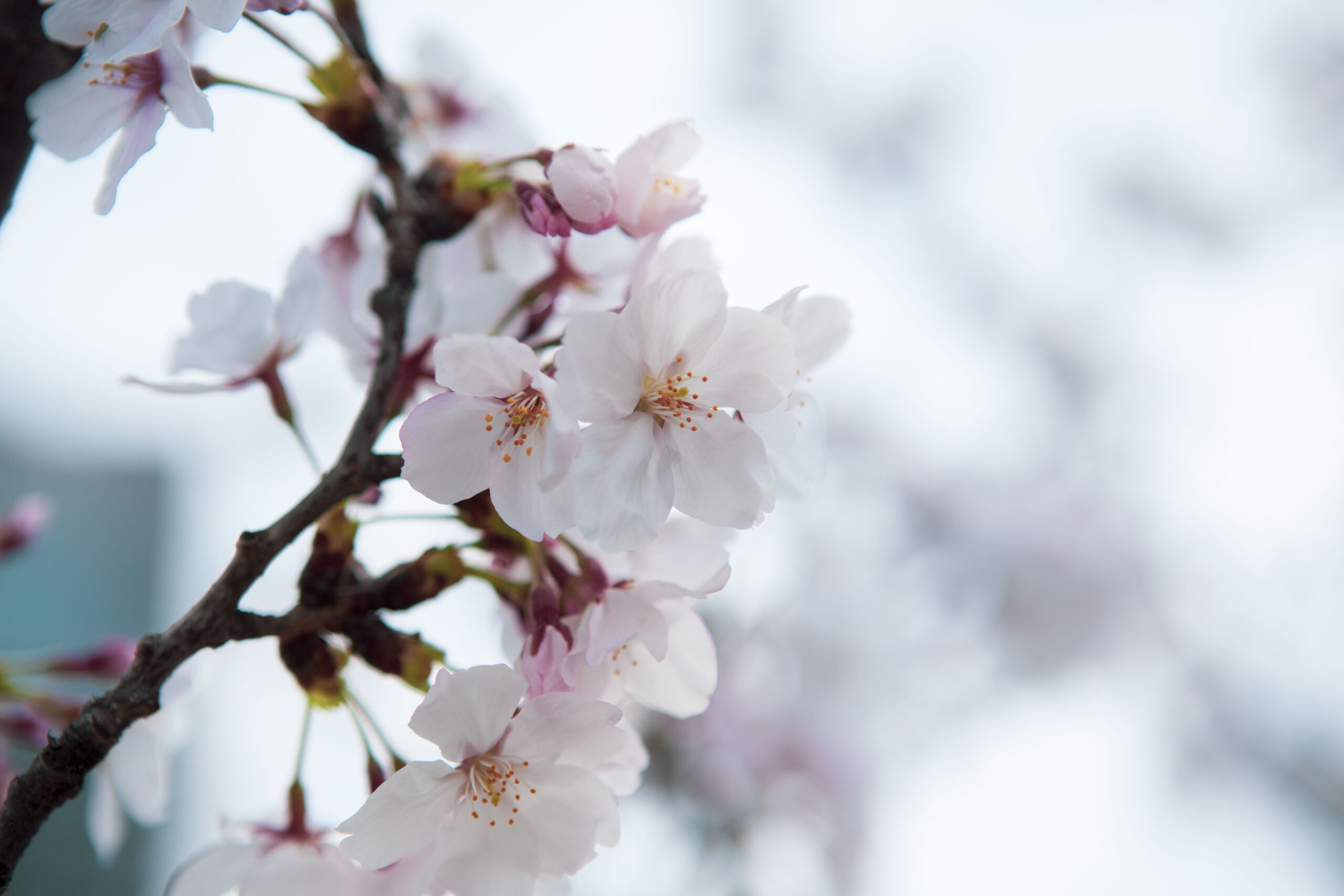 桜の写真を素敵に撮るコツは・・・
